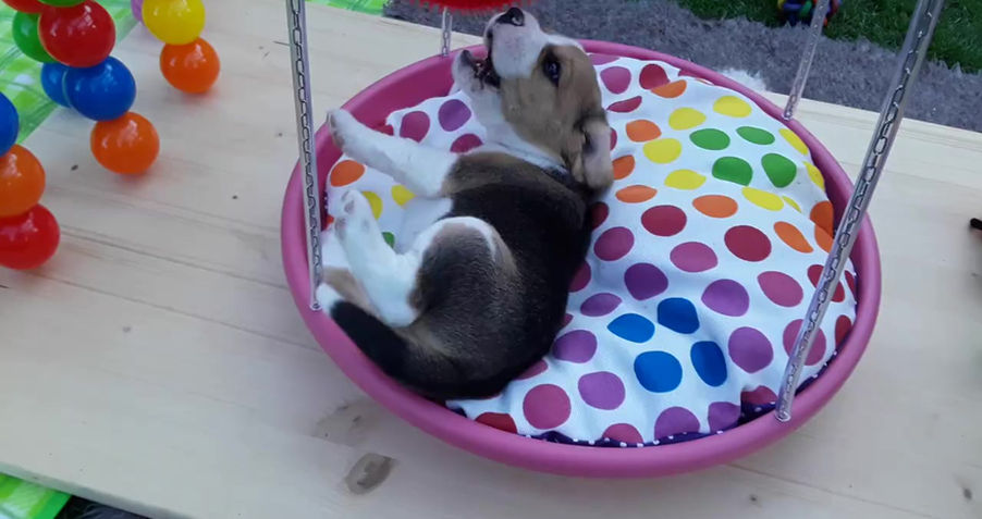 Chepi aus dem C Wurf